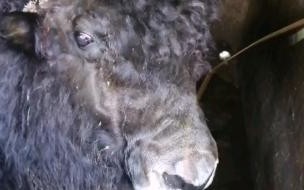 实鼠不易牛转乾坤下句 实鼠不易牛转乾坤图片