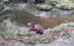下雨了去杭州野生动物园好吗是不是都没有动物了 杭州动物园这只熊火了